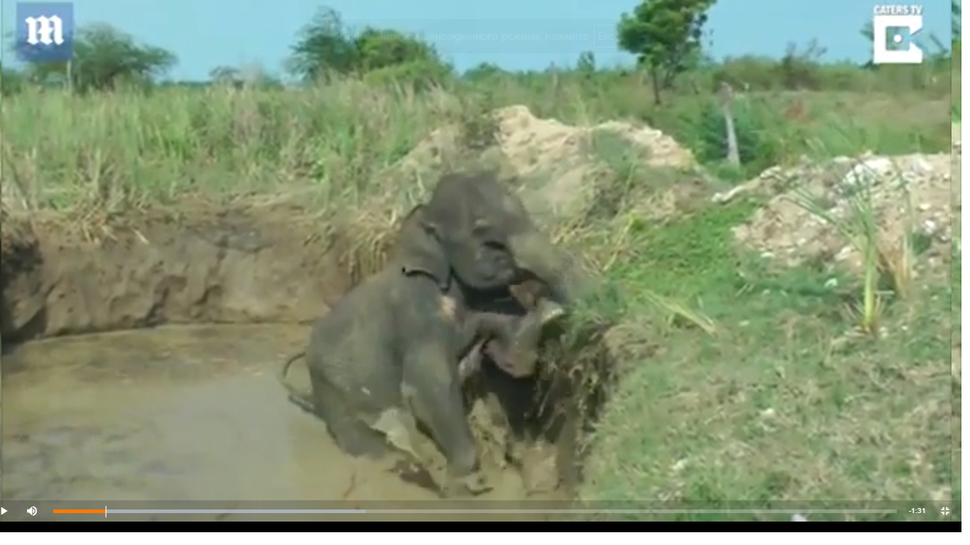 В сети появилось трогательное видео спасения слоненка на Шри-Ланке