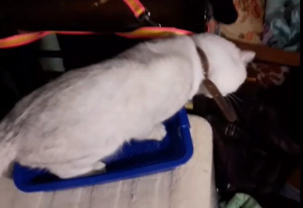 Жительница Коми издевается над котом и снимает на камеру, как тот испражняется (видео)