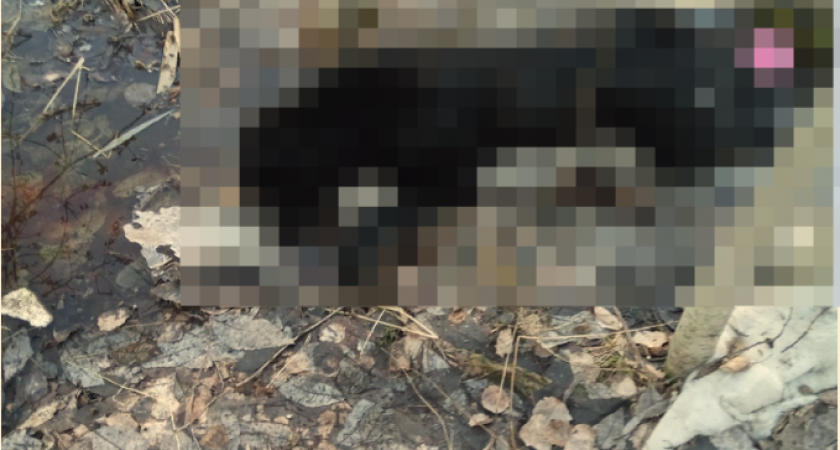 "Собака умирала на моих руках": в Сыктывкаре снова начали орудовать догхантеры