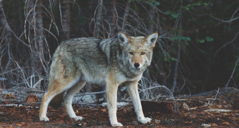 В Коми охотников призвали устраивать облавы на волков