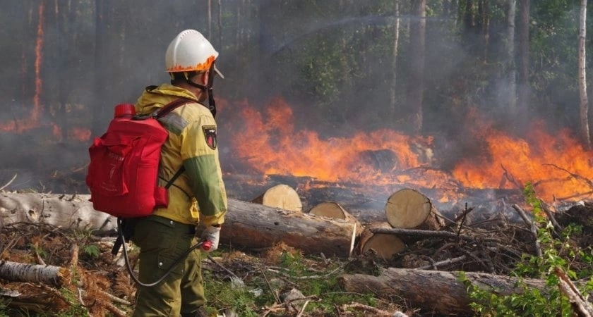 В Ижемском районе Коми случился лесной пожар