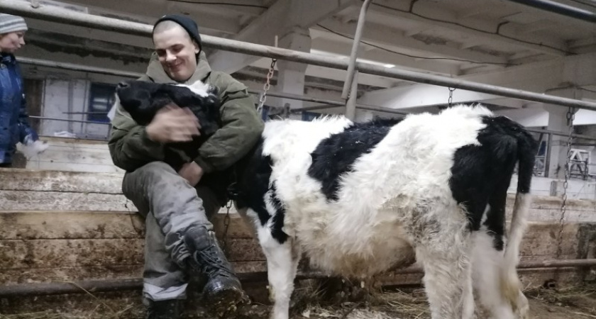 Спасенным коровам из вуктыльской фермы нашли нового хозяина 