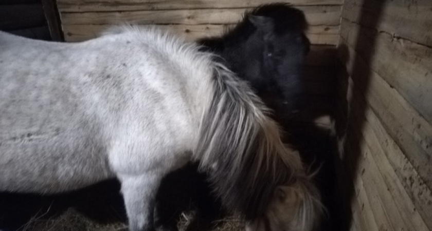 В Коми спасли замерзающих беременную лошадь и жеребенка 