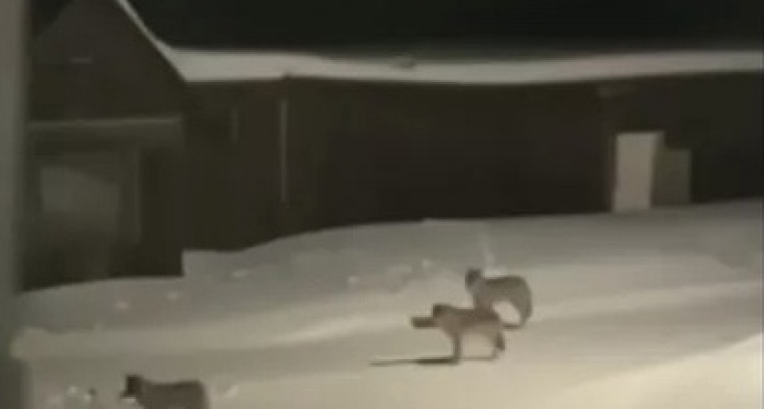 В Микуне волк, разгуливающий по железнодорожным путям, попал на камеру видеонаблюдения 