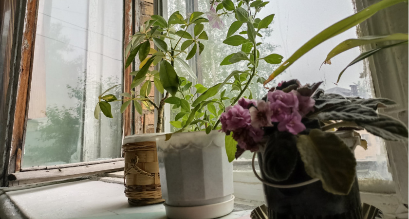 Цветы-вампиры: 10 ядовитых комнатных растений, которые запрещено держать в квартире