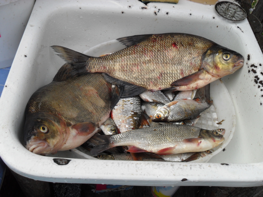 В Коми продавали рыбу с мышьяком