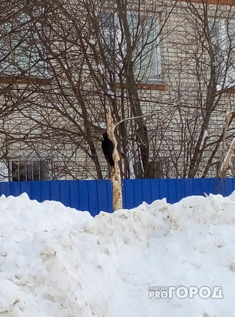 Сыктывкарец встретил крупную лесную птицу возле здания ГИБДД (фото)