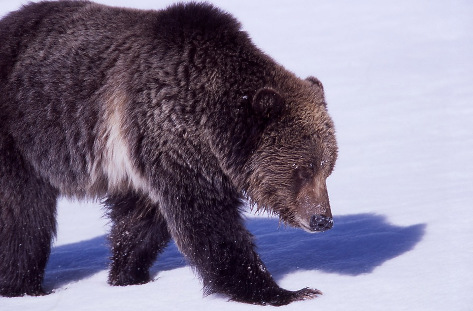 Браконьер из Коми заплатит штраф в 20 тысяч рублей за фото с головами убитых медведей
