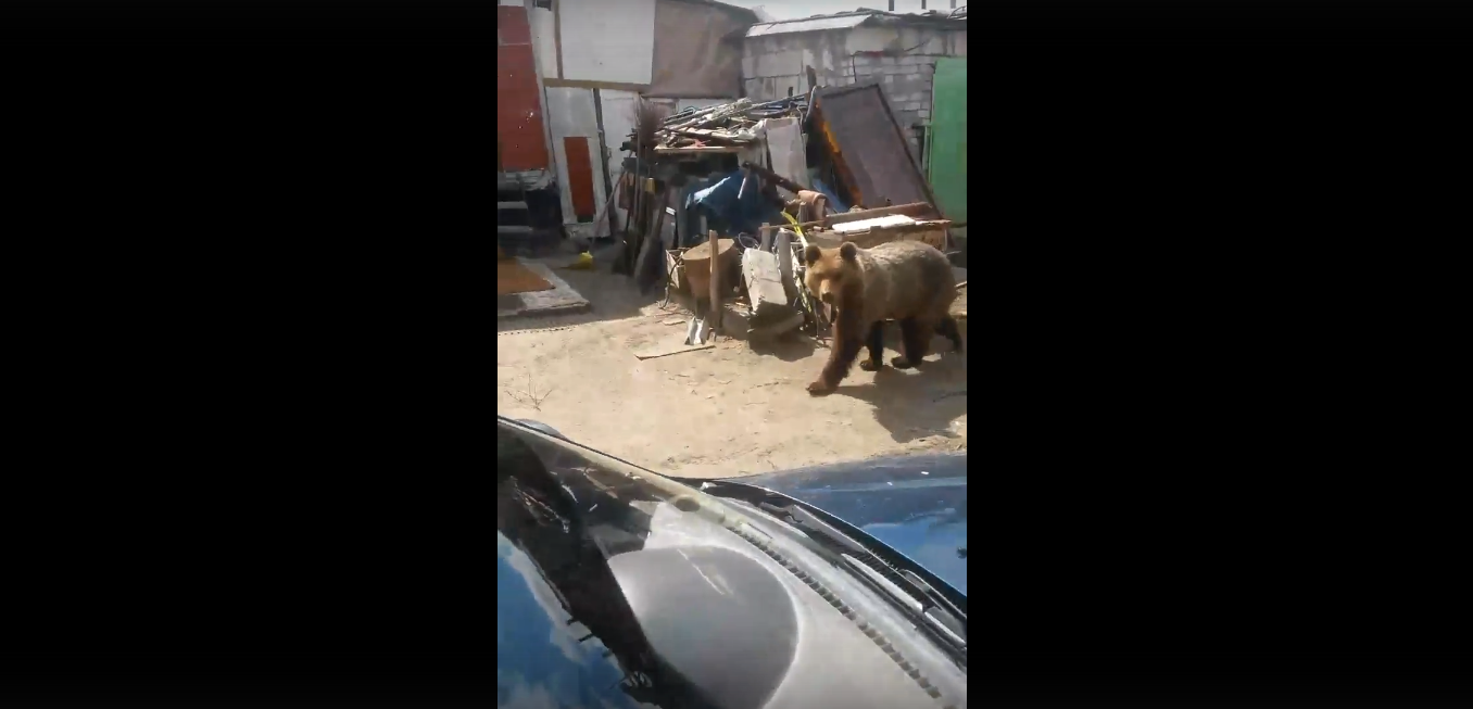 В Коми медведь «захватил» целый причал (видео)