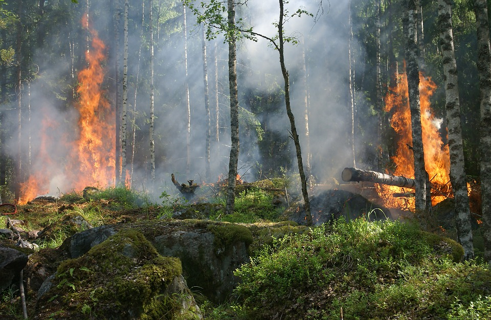 В Коми подожгли лес у газопровода