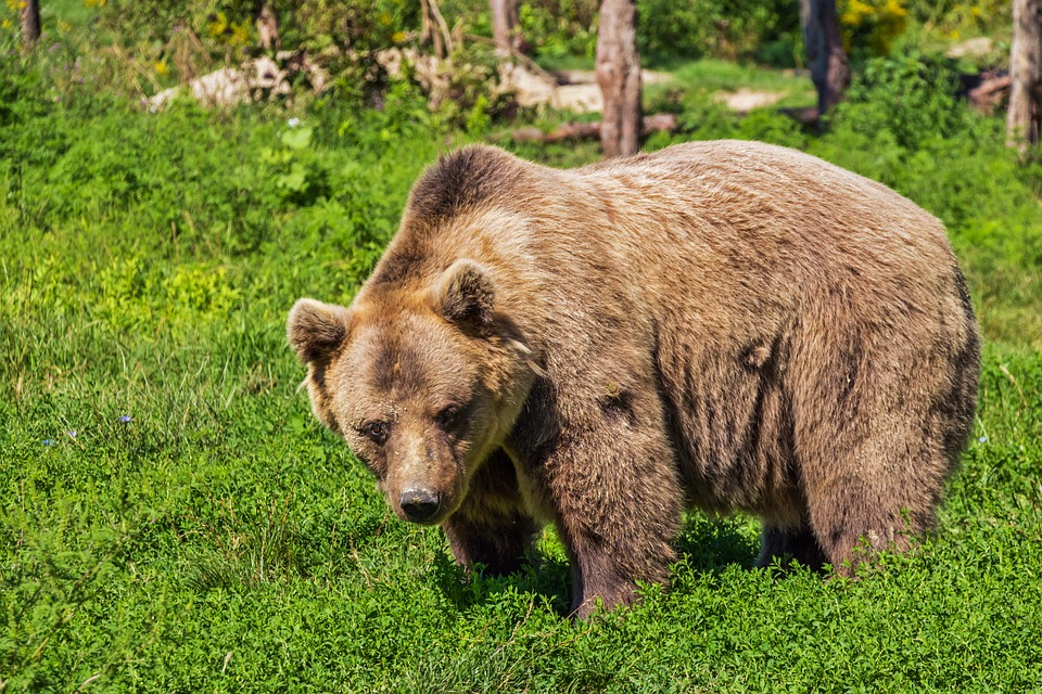 В коми поселок, где недавно видели медведицу с потомством, пришел взрослый медведь