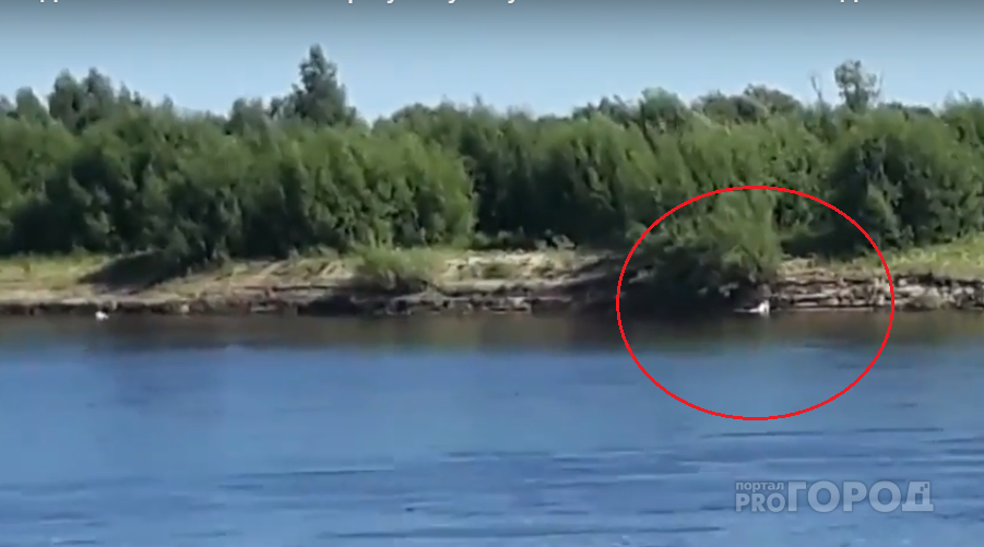 Утром около моста в Сыктывкаре утонул мужчина (видео)