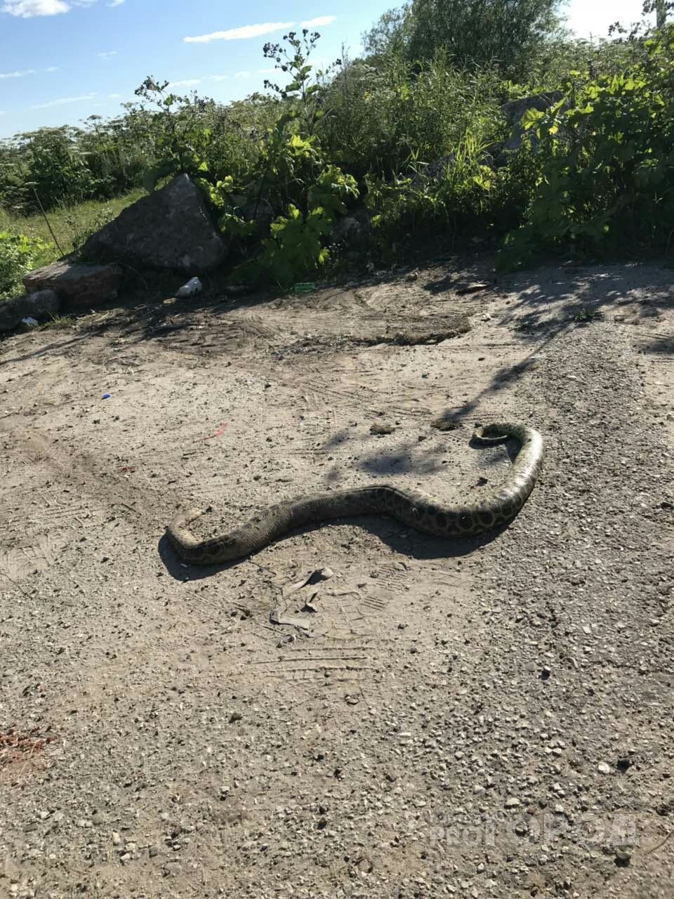 Стало известно, насколько опасна гигантская змея, которую сыктывкарец нашел на дороге