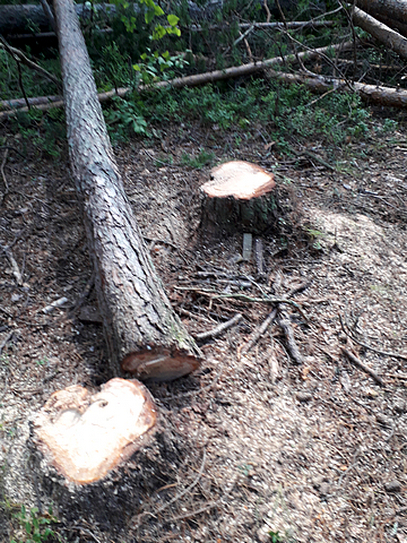 Под Сыктывкаром незаконно вырубили десятки деревьев (фото)
