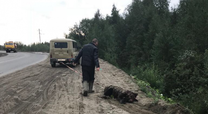 Сыктывкарцы об убийстве медведя в Коми: «Безмозглые и злобные людишки»