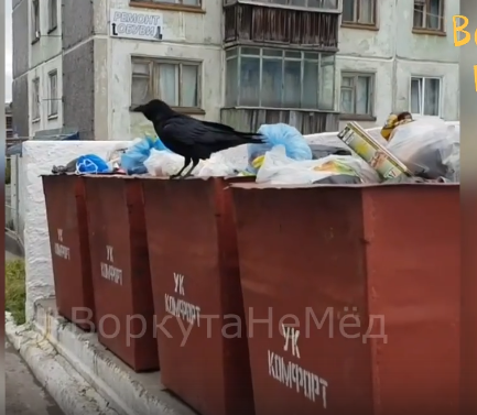 В Коми сняли на камеру гигантского черного ворона (видео)