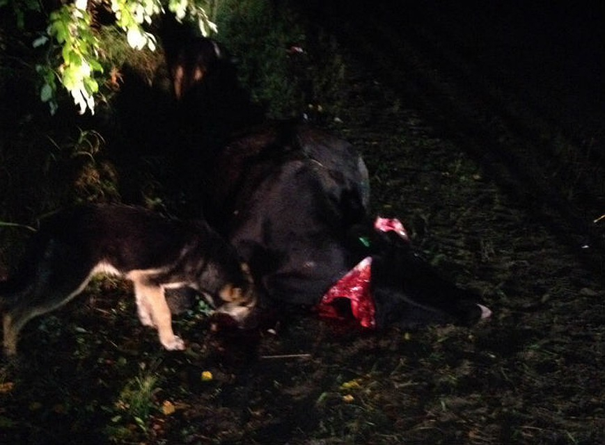 На трассе в Коми на пути у машин оказалось стадо коров: одна погибла, другая покалечена