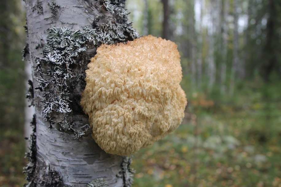 Жительница Сыктывкара наткнулась в лесу на редкий гриб, который нельзя собирать