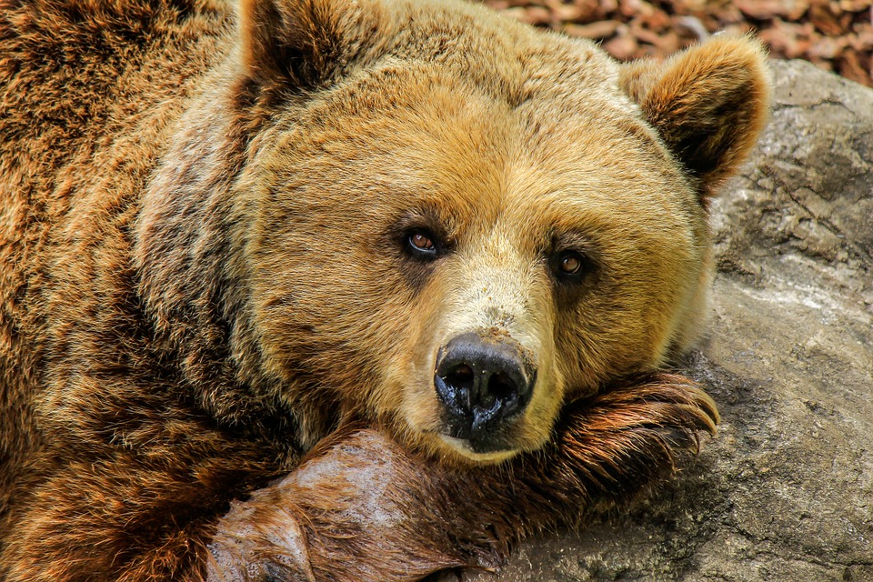 Встречи людей с медведями в Коми: от прикармливания до разорванного лица