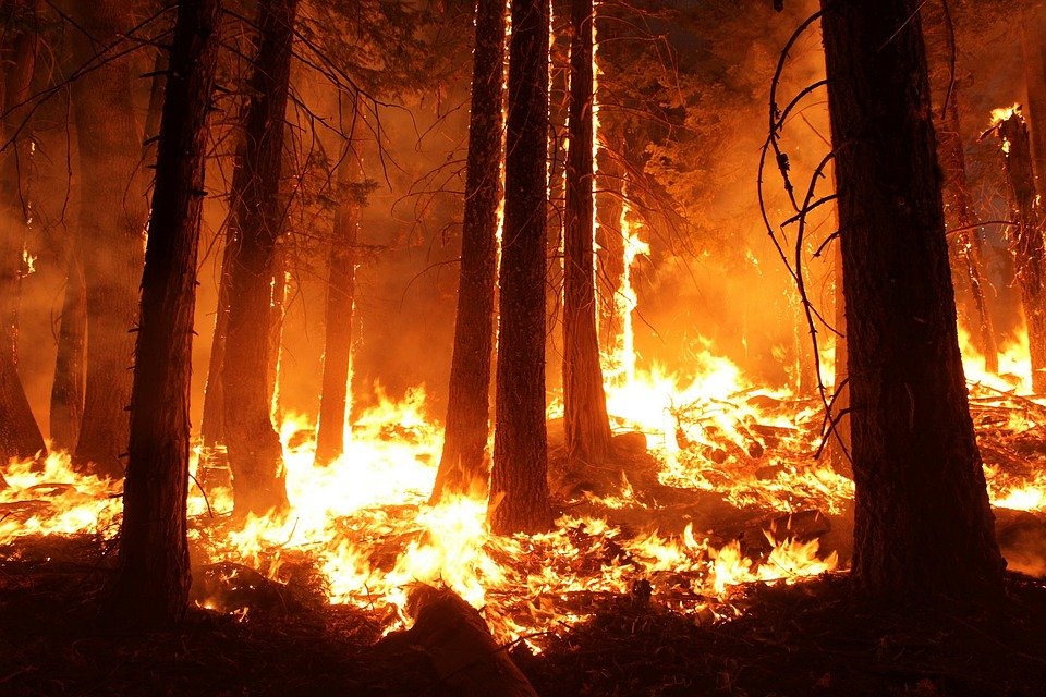 Жительница Коми отдаст почти миллион рублей за то, что подожгла лес