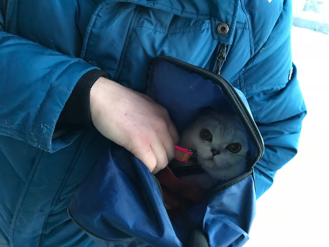 Спасти кота Красавчика из рук «садистки» приехал мэр Воркуты