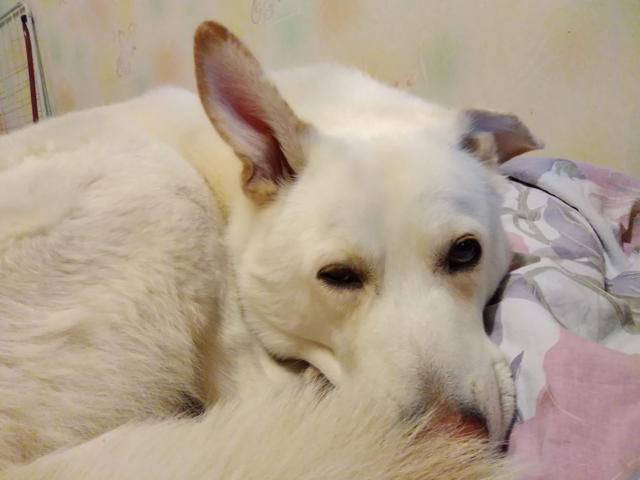 Ветеринарные клиники предупреждают о массовой травле собак в Сыктывкаре