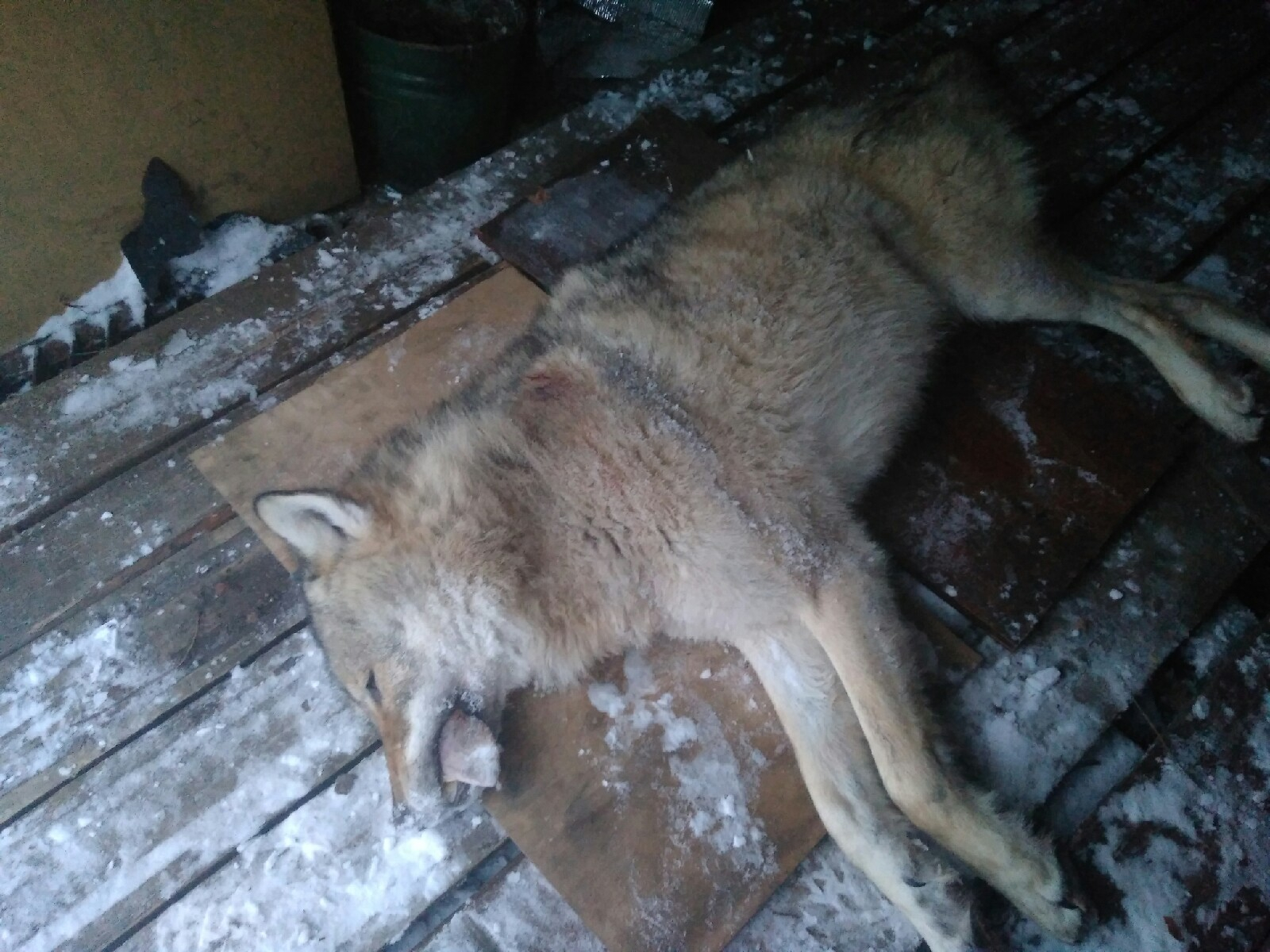 Выяснилось, сколько волков застрелили в Коми за 2018 год