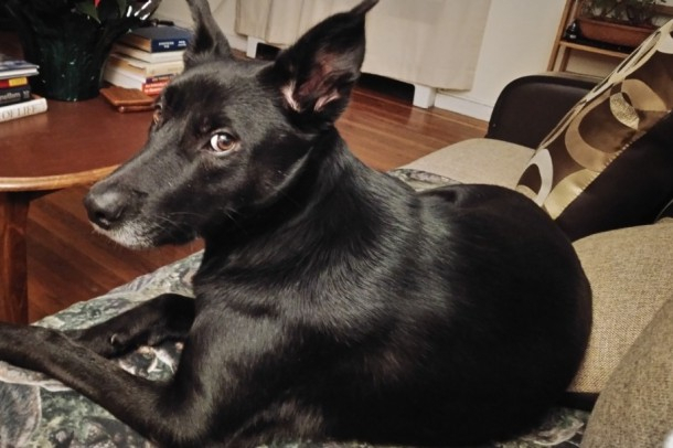 Собака, которую забрали из приюта в Коми, нашла хозяев в Нью-Йорке