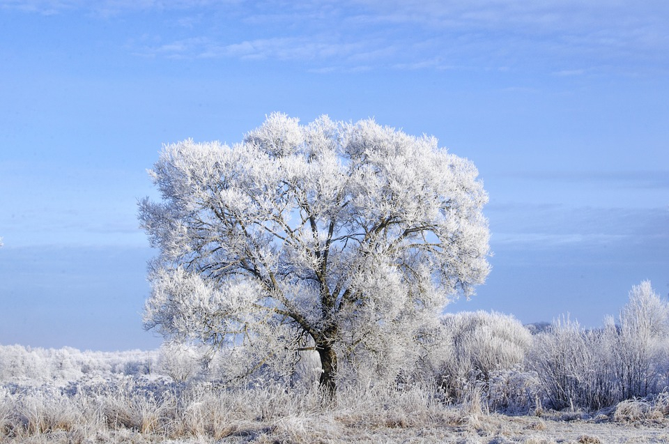 Погода в Сыктывкаре на 6 января: 20-градусные морозы снова в деле