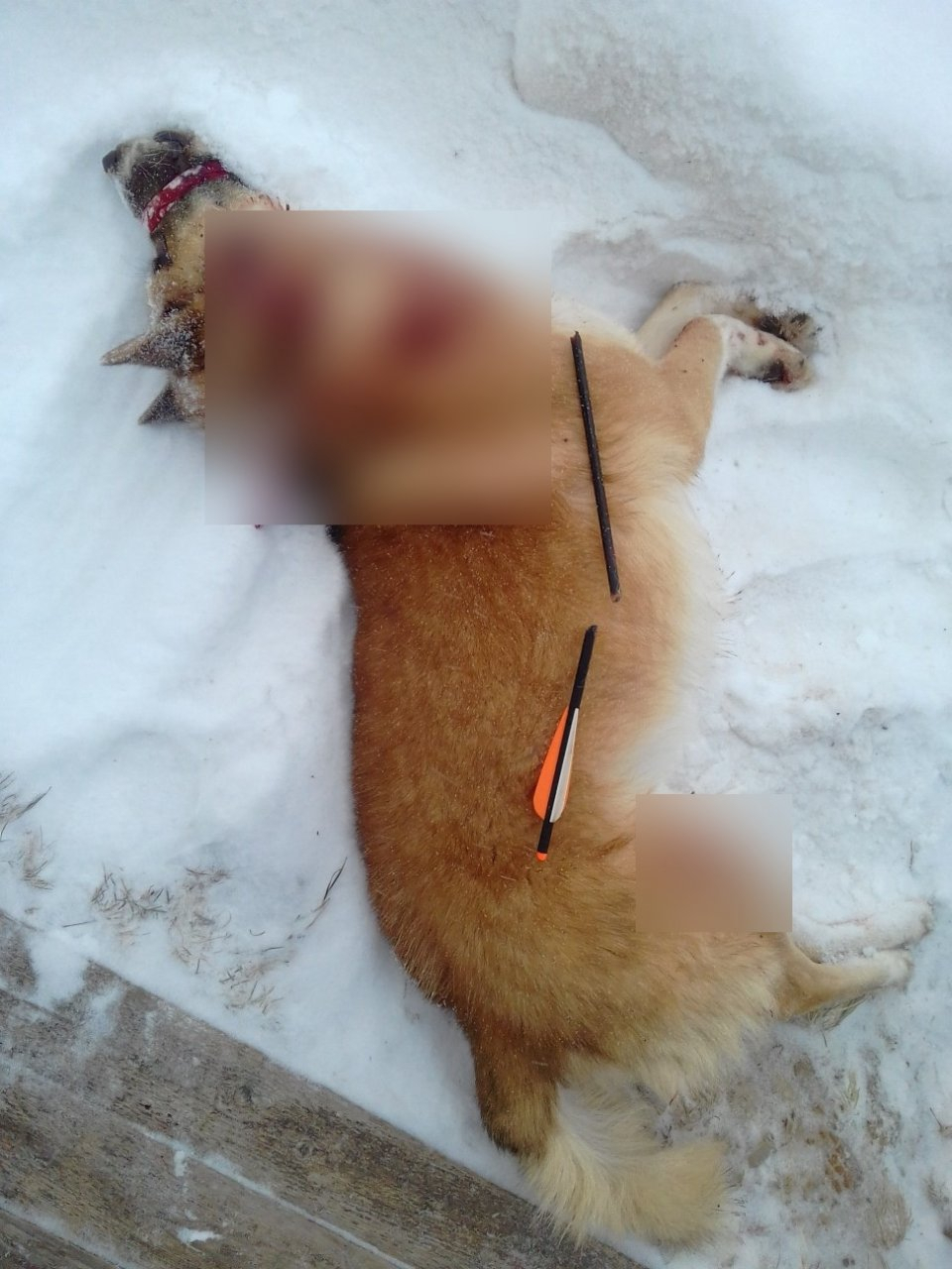 В Коми в рождественскую ночь живодер убил чужую собаку из арбалета