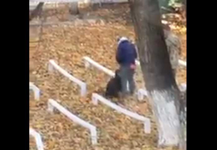Лучшего кинолога России из Сыктывкара обвинили в пытках над своей собакой (видео)