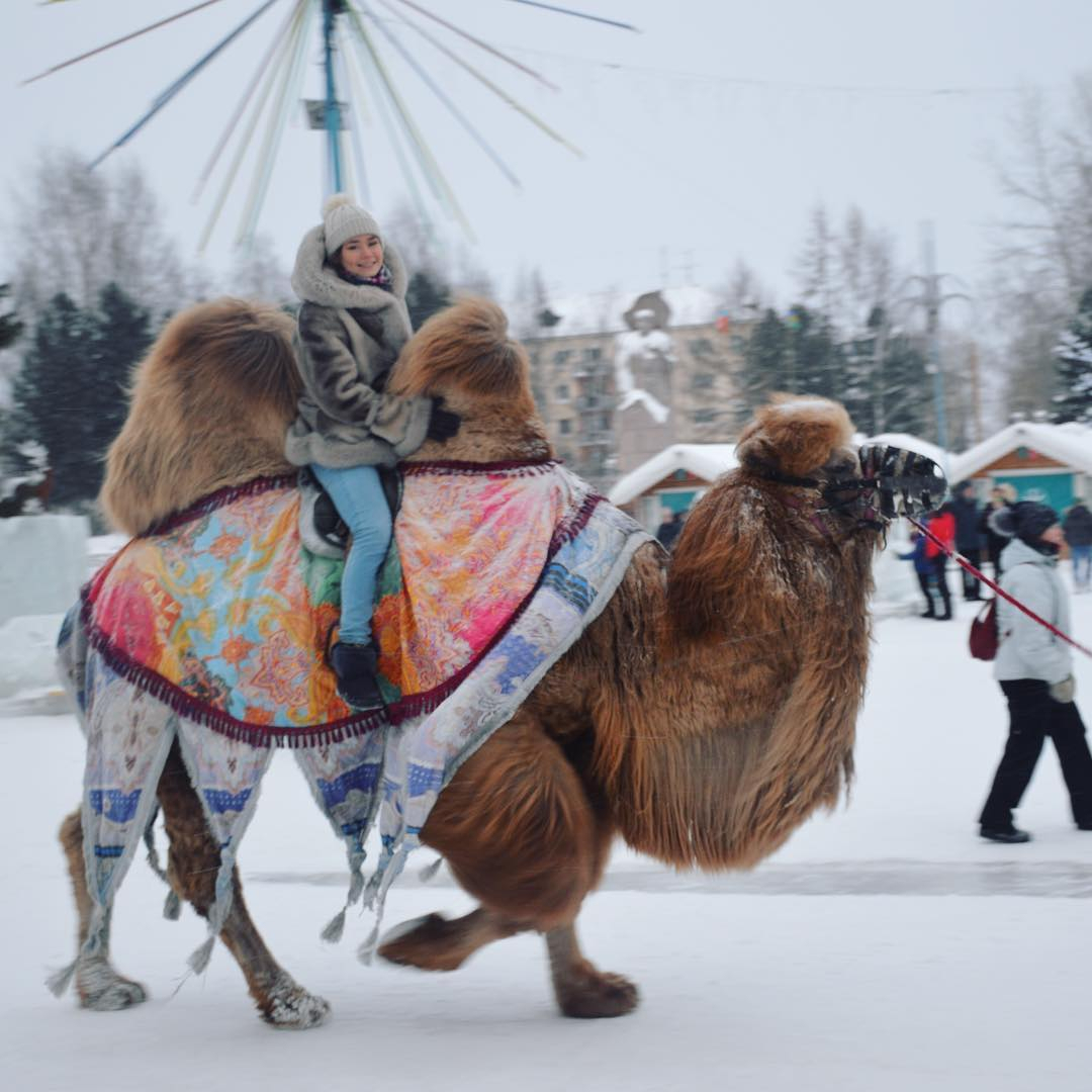Фото дня: катание на верблюде посреди зимы в центре Сыктывкара