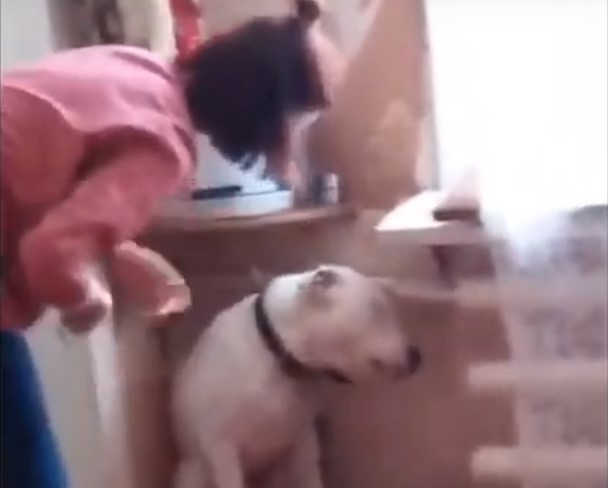 В Коми живодерка избивала собаку металлическим ошейником и стала «звездой» Интернета (видео)