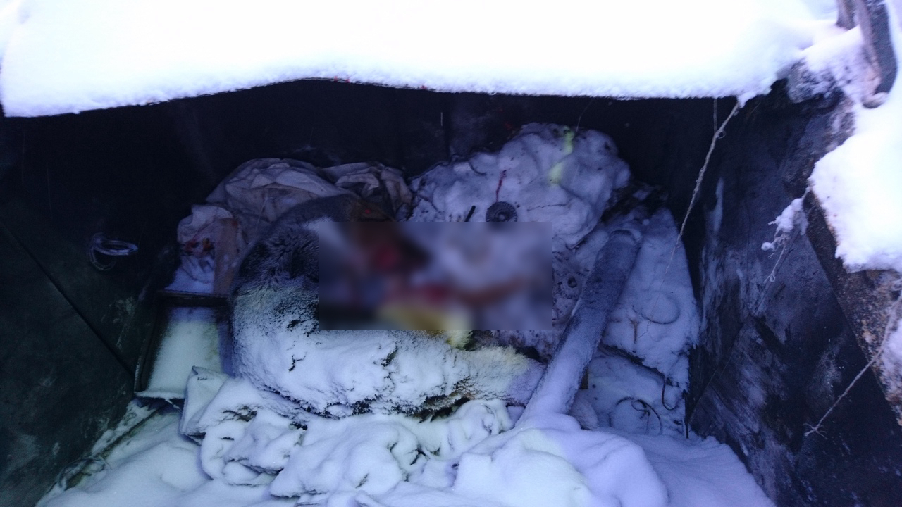 В мусорном контейнере на предприятии в Коми обнаружили труп собаки (фото)