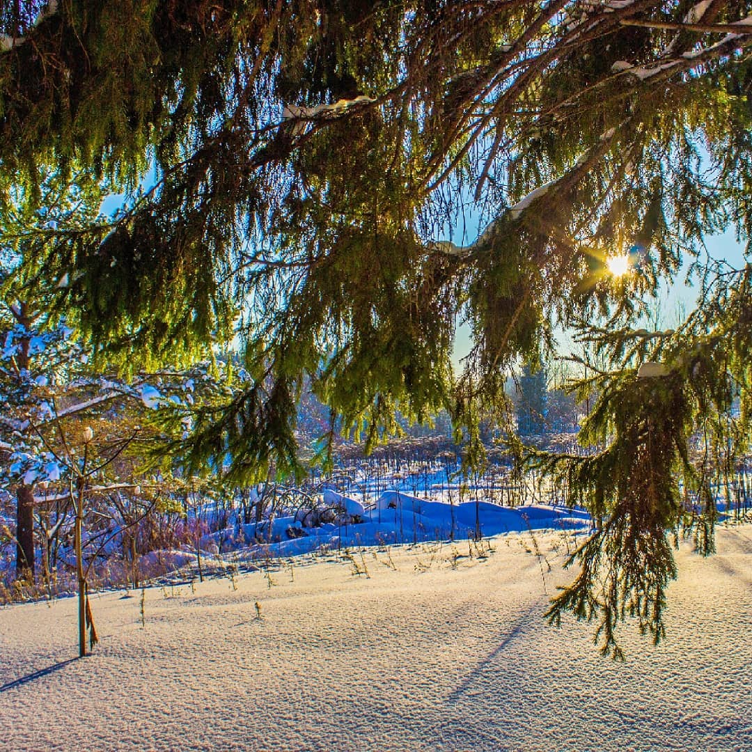 Фото дня от сыктывкарца: ясный день в снежном лесу