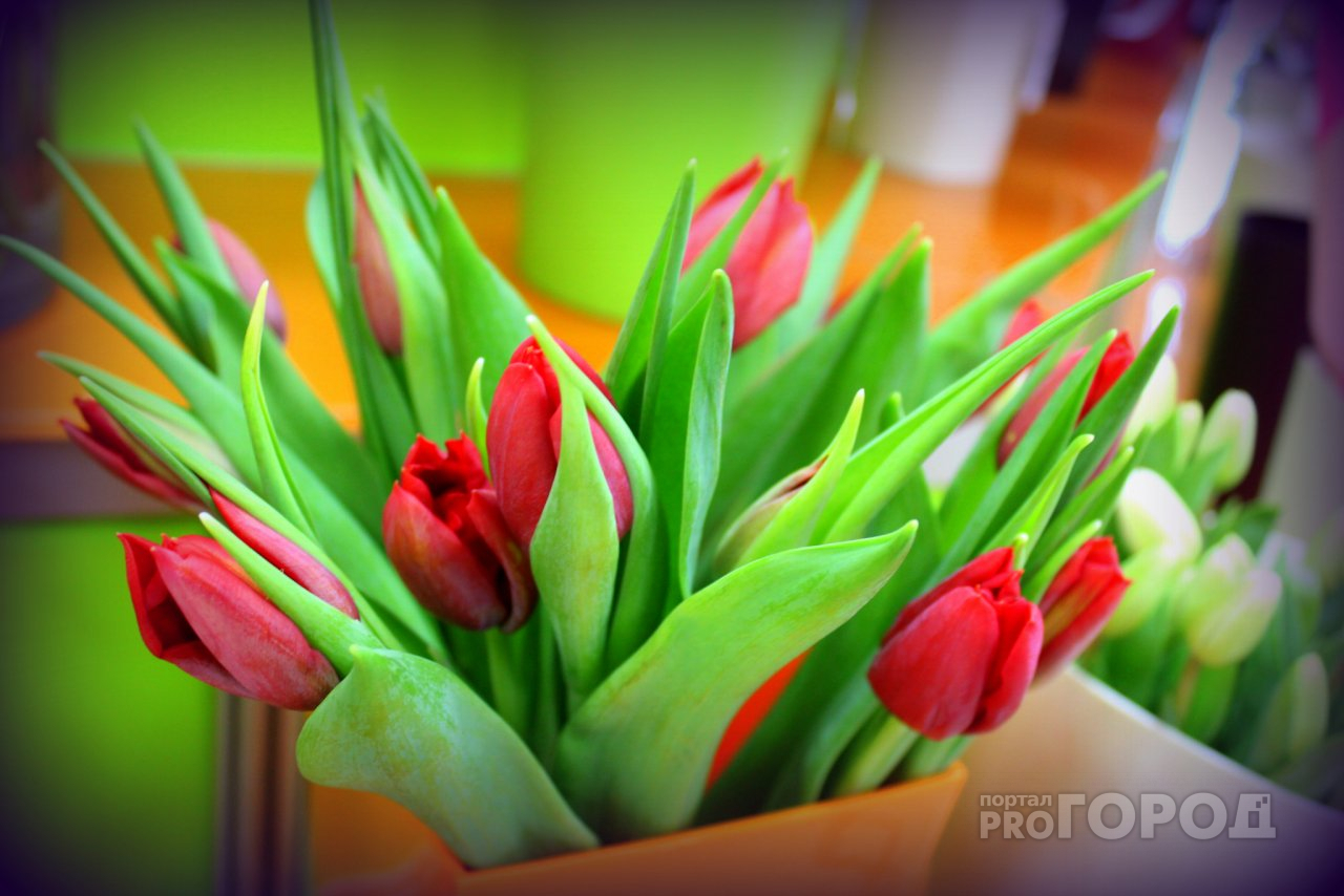 Готовимся к 8 Марта: цены на тюльпаны, розы и мимозы в десяти магазинах Сыктывкара