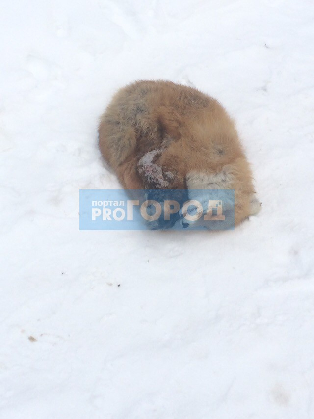 Сыктывкарский биолог рассказал, откуда в городе появилась лисица