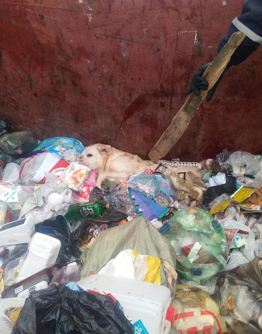 5 жестоких случаев в Сыктывкаре, когда хозяева выбрасывали животных на улицу