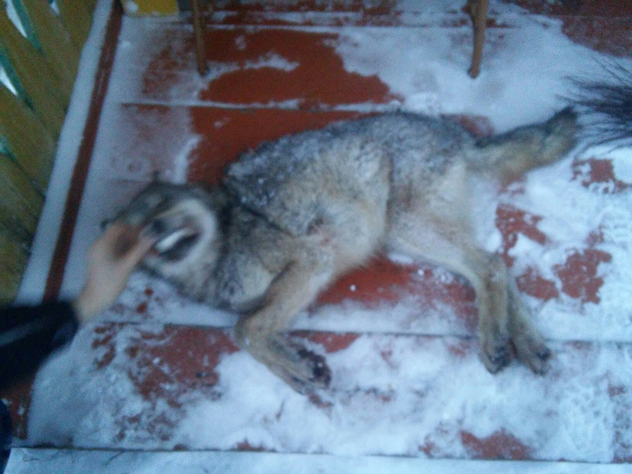Охотник из Коми подстрелил волчицу и спас животных на ферме