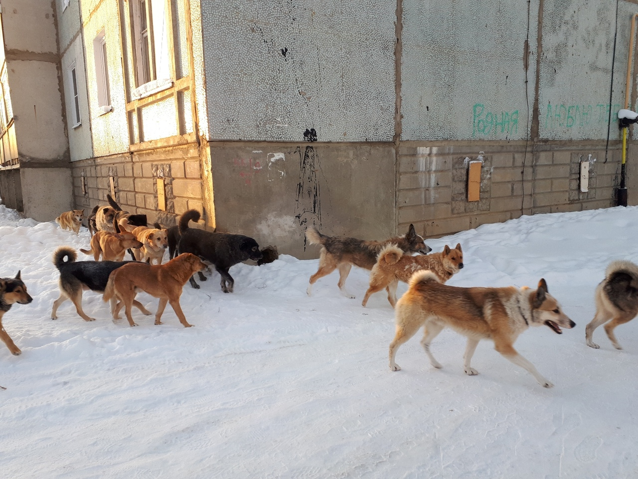 Депутаты одного из поселков Коми потребовали от полиции разобраться с бродячими собаками