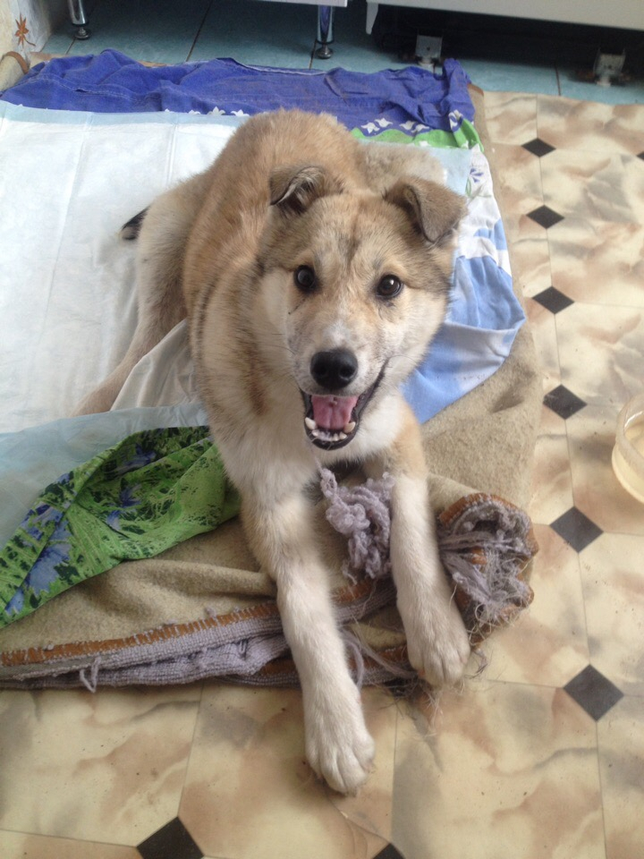 В Коми неизвестные подстрелили щенка: хозяин отказался от покалеченной собаки