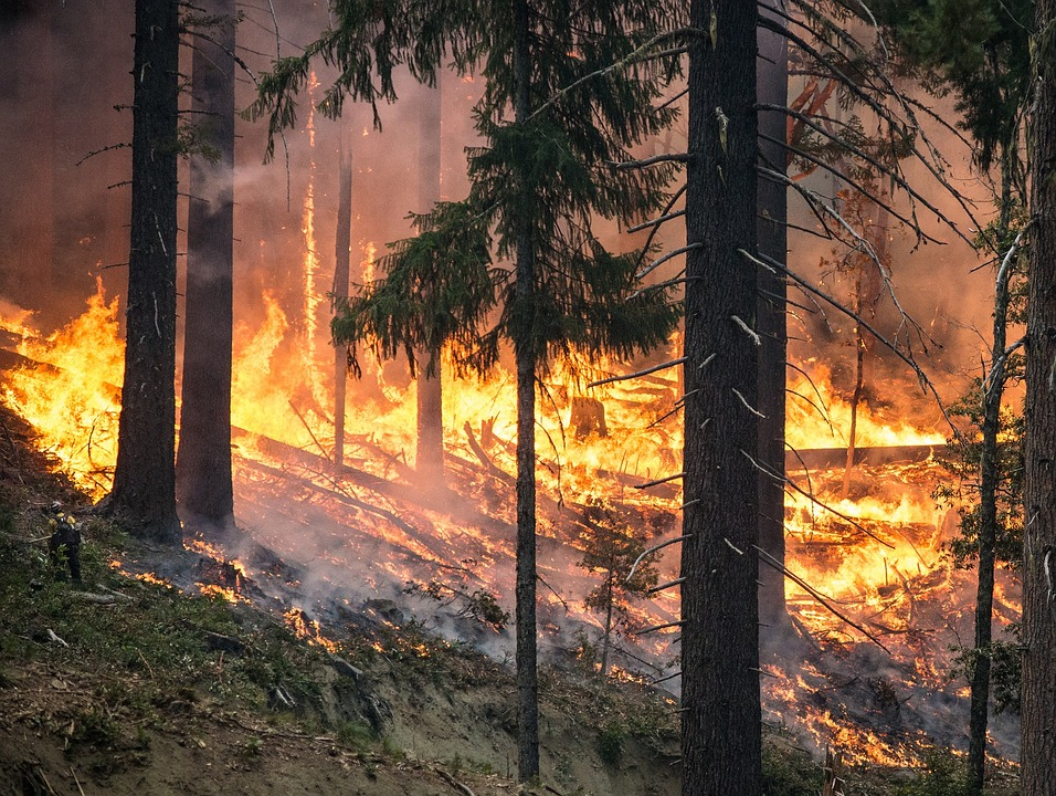 С начала пожароопасного сезона в Коми четыре раза горел лес