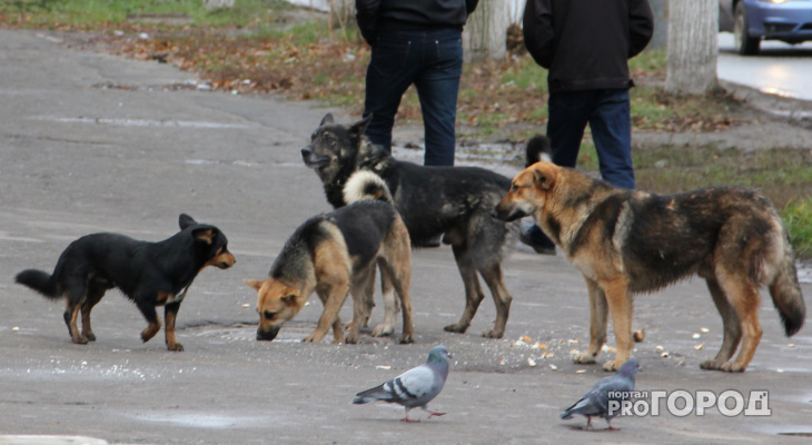 В Коми отловом бездомных собак хотел заняться перевозчик
