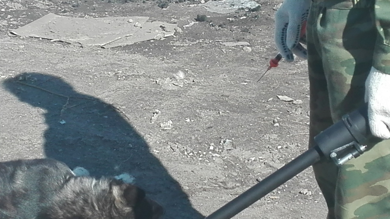 Волонтеры о службе по отлову бездомных собак в Коми: «Псов убивают, хотя обещали брать на передержку»