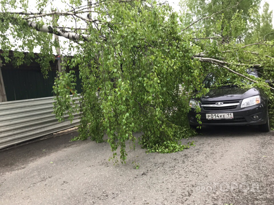 В Сыктывкаре прямо на проезжей части на автомобиль рухнуло дерево (фото, видео)