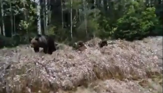 В Коми вдоль трассы разгуливают три медведя (видео)