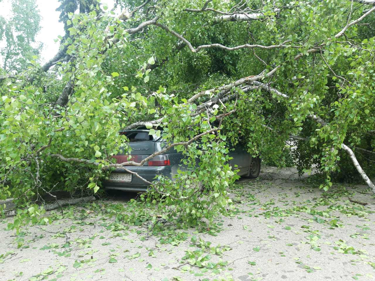 Фото дня в Сыктывкаре: на машину упала большая береза