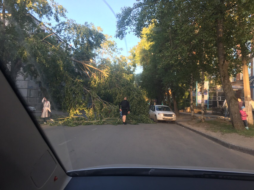 В Сыктывкаре дерево упало на проезжую часть прямо перед автомобилями (фото)
