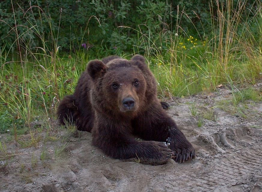 В Коми убьют пятерых медведей