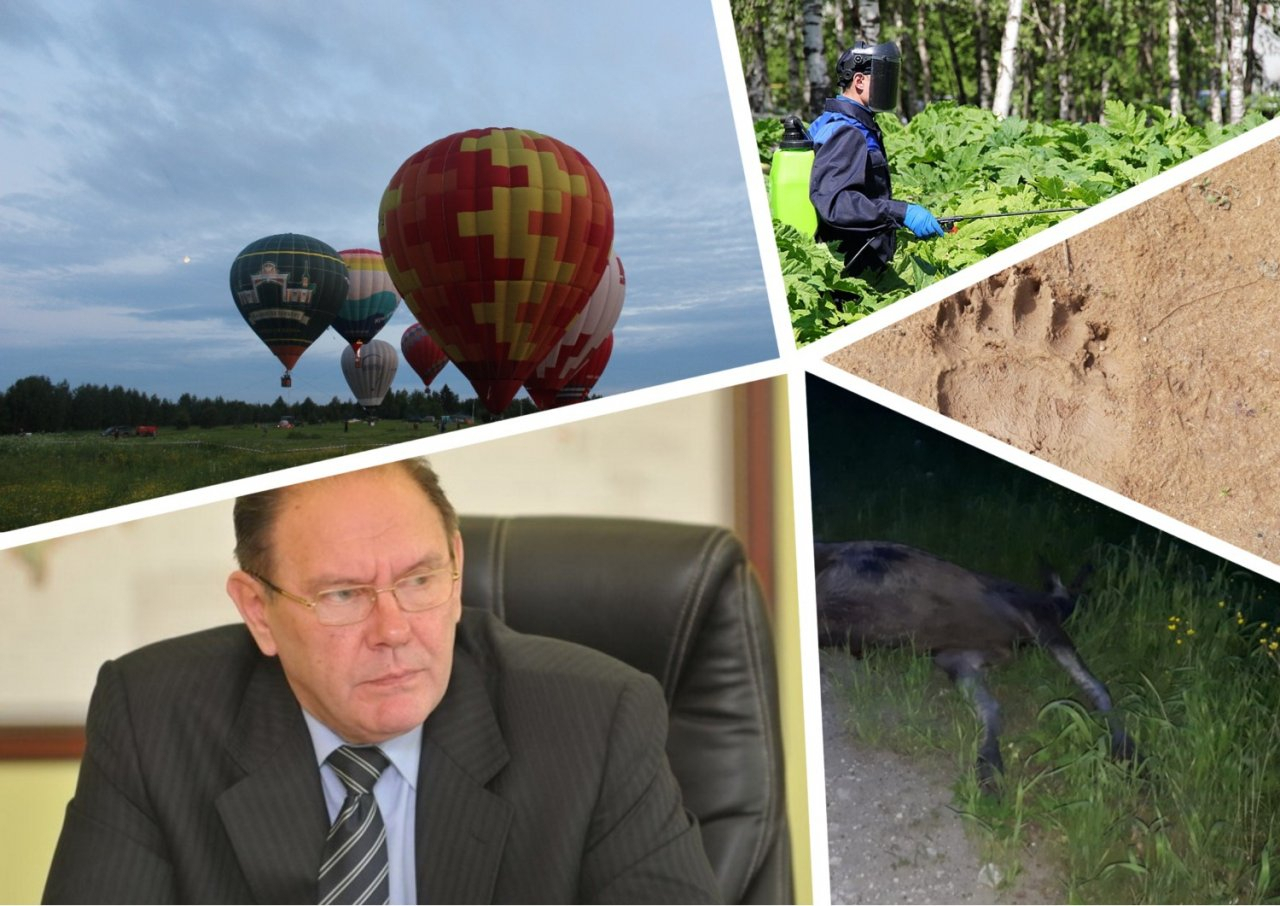 Итоги недели в Коми: медведь на кладбище, лось на трассе и «Живой воздух»